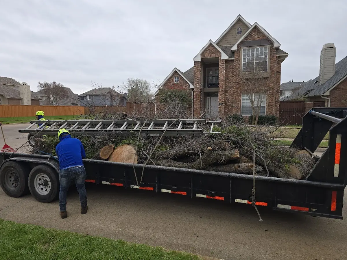 Expert Tree Pest Control with proper safety equipment in Limington